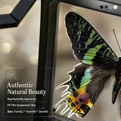 1pc Authentic Butterfly Specimen PE Film Suspension Box Unique Birthday Gift for Biology Enthusiasts Classroom Teaching Aid (Madagascan Sunset Moth) - color: Madagascan Sunset Moth