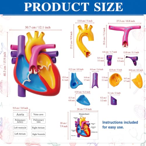 Magnetic Heart Anatomy Model with Labels Clearly Heart Structure Magnets Decoration Magnetic Teaching Aids Science Anatomy Magnet for Lab Decorations Teacher Must Haves Teaching Aid