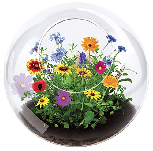Blossom Your Own Wild Flower Glass Terrariums by Unique Gardener, Terrarium Starter Kit with Complete Supplies, Quick Blooms, Easy Care Ideal for Indoor Plant Home or Office! - style: Wildflowers