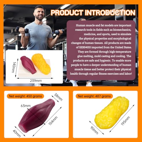 1lb Human Fat Muscle Replica with Base,Anatomic Model for Gym & Med Train