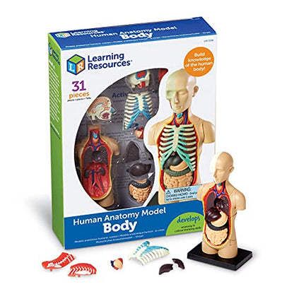 Learning Resources Human Anatomy Model Body