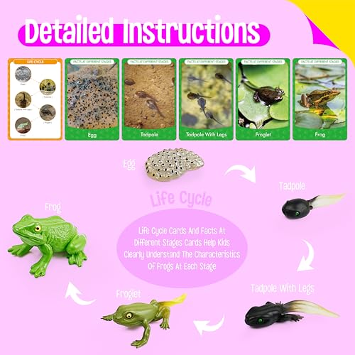 15 Frog Life Circle Flashcards with 5 Plastic Figurines, Frogs Introduction Cards Plastic Insects Tadpole to Frog Kit Toy for Kids, Adults, Animal Lovers - style: Frog