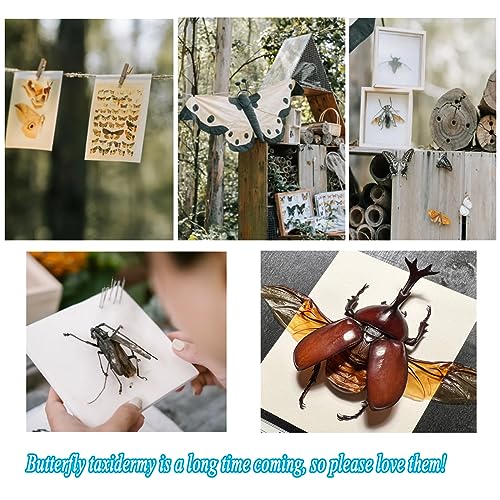 Butterfly Specimen Kit Includes pins, mounting Board, Spreading Tools, Display case, Labels, Forceps, Preserving and showcasing Butterfly specimens. (Insect Specimen Tools Kit)