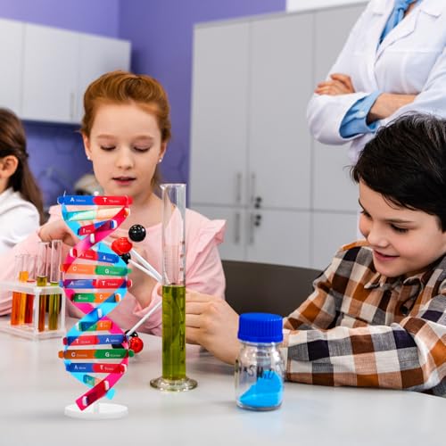 NUOBESTY DNA Model Kit Double Helix Structure Model, 13 in Assembling Biology Teaching Aid with Stand, Color-Coded Base-Pairing A-T G-C, STEM Classroom Science Fair Display for Ages 12+ (Pack of 2) - size: 37.00X11.60X11.60CM (Pack of 2)