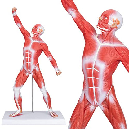 Human Muscles Anatomy Model - Miniature Superficial Anatomical Muscular Movement System Model Mini 1/4 Life Size Anatomical Reference Model for Medical Office & Professional Academic Institutions
