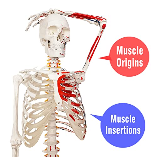 2026 New Human Skeleton Model,Anatomical Life Size Skeleton Replica