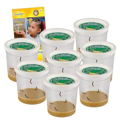 Insect Lore 40 Live Baby Painted Lady Caterpillars | 8 Cups of Caterpillars Basic, 5 Per Cup - Refill for Butterfly Kit | Caterpillars and Food Included - style: 8 Cups Basic