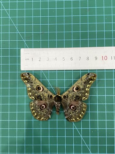 Real Caligula Anna Moth Unmounted Open Wings Taxidermy Specimen Art BU-133 - color: 1 Butterfly #133