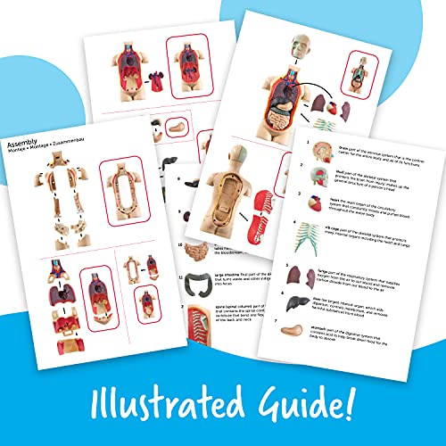 Learning Resources Human Anatomy Model Body
