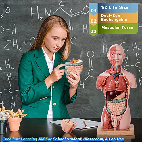 2026 New Human Body Deluxe Musculature Model, 16 Pcs Removable 17 inch
