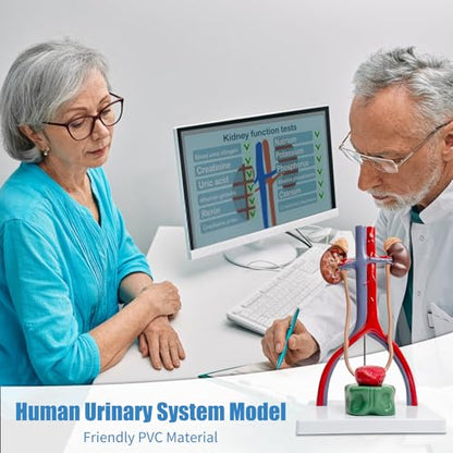 Male Urinary System Anatomy Model, Human Life Size Removable Bladder Kidneys Ureters and Adrenal Glands with Product Manual Card and PVC Base Labeled Numbered for Medical Education Study