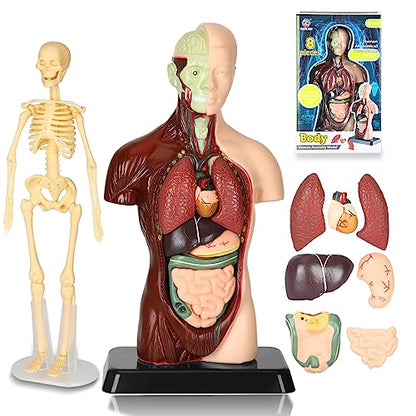 Human Body Model, 8 Pcs Removable with Skeleton Model for Kids