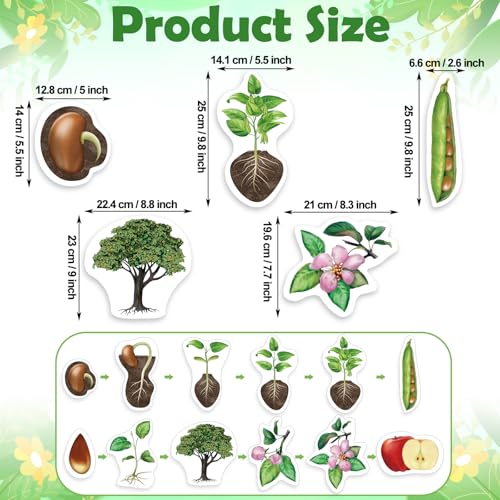 Relaxweex 12 Pcs Magnetic Plant Life Cycle Toys for Kids Educational Preschool Science Center Materials Plant Life Cycle for Kids Science Exploration Activities Learning Game Classroom Supplies
