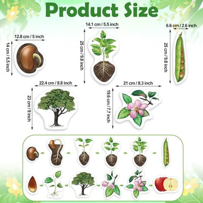 Relaxweex 12 Pcs Magnetic Plant Life Cycle Toys for Kids Educational Preschool Science Center Materials Plant Life Cycle for Kids Science Exploration Activities Learning Game Classroom Supplies