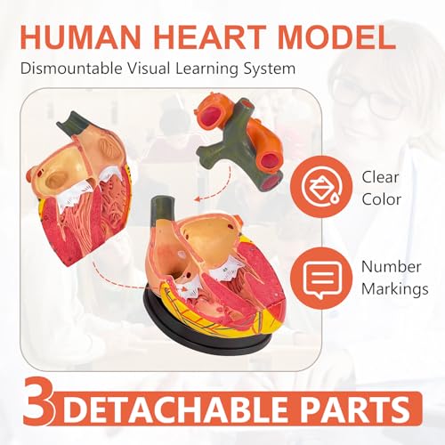 JNMFTD 3X Enlarged Anatomical Heart Model,3 Part Removable Human Heart Model with Ventricles Atria Valves Veins Artery Magnetic Assembly Colorful Number Guide for Science Classroom Cardiology Study - size: 16"L x 5"W