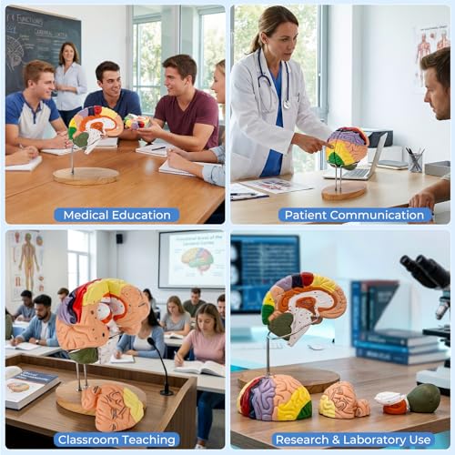 Human Brain Model, 2X Life Size Brain Anatomy Model, 4-Part Magnetic Detachable Brain Model with 131 Laser-Engraved Brain Structure Labels for Neuroscience, Psychology & Medical Education