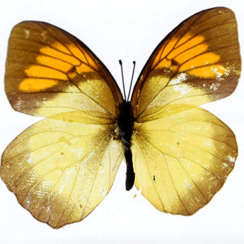 Real Insect Butterfly Specimen Paperweight Animal Taxidermy Collection Display Sciecne Classroom Specimen for Science Education (Butterfly 13) - color: Butterfly 13