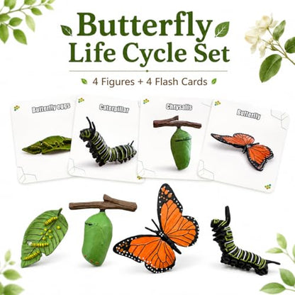 Montessori Life Cycle Animal Figures with Flash Cards, Lifelike Animal Growth Cycle Biological Model Set (Butterfly) - style: Butterfly