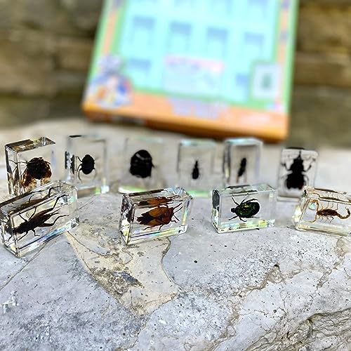 Geoworld 10 Insect Specimens Set - Real Beetles, Scorpions, Crickets in Resin with Magnifying Glass & Booklet - Great for Science Projects - Kids Scientific Educational Toy