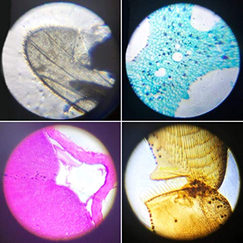 Little World Kids Microscope with LED Light - 100X/400X/1200X Magnification - color: Red 2 Pieces