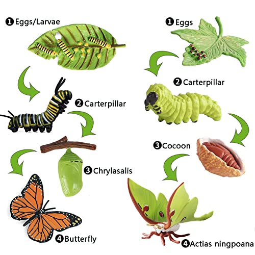 8PCS Life Cycle Figurines of Monarch Butterfly and Actias Ningpoana, Realistic Education Insects Life Cycle Toys, Caterpillar to Butterfly Kit Growth Life Stages Figures for Learning and Teaching Aids