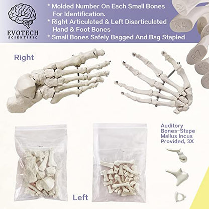 EVOTECH Disarticulated Human Skeleton Model for Anatomy 67'' Full Size