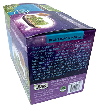 Grow Your Own Succulent Star Plant Mouse with Our Glass Terrarium Starter Kit - Fun and Easy to Grow with Complete Supplies - Plant A Mouse Garden that Will Last for Years - Great for Home Or Office