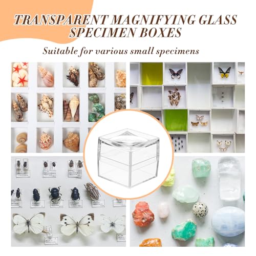 DoubleFill 10 Pack Rock Display Case Clear Rock Collection Boxes Storage
