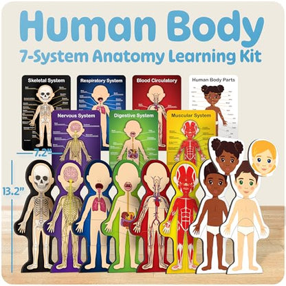 MyBODY Large Human Body Anatomy Model for Kids & Teens - Bottom-to-Top Magnetic Assembly Toy & Educational Learning Kit with Skeleton Base, 7 Puzzle Layers incl. Muscular, Digestive & Nervous Systems