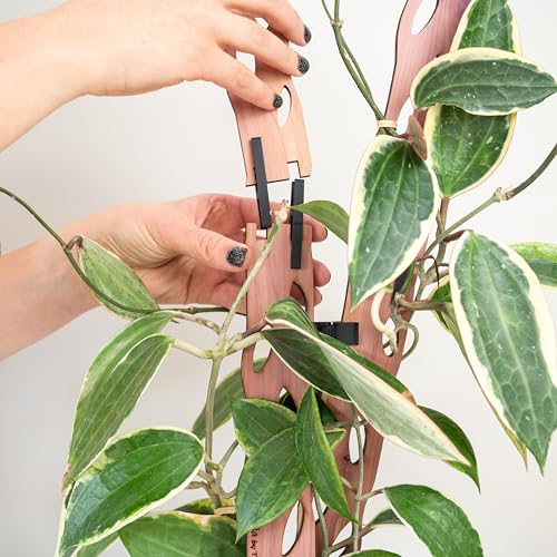 Treleaf Zella Grande Extension Kit - Wooden Extendable Plant Trellis (2 Extensions) for Indoor Climbing Houseplants - Modular Plant Support - size: Grande Extension Kit