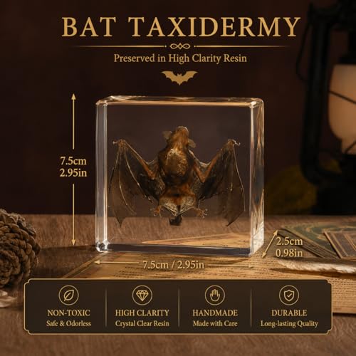 Taxidermy Bat, Real Bat Specimens Animal Specimen in Resin for Science Classroom Science Education, Great Gift for Fans of Taxidermy, Animal Skull, Oddities, Biology(3 x 3 x 1 inch) - color: Bat Specimen