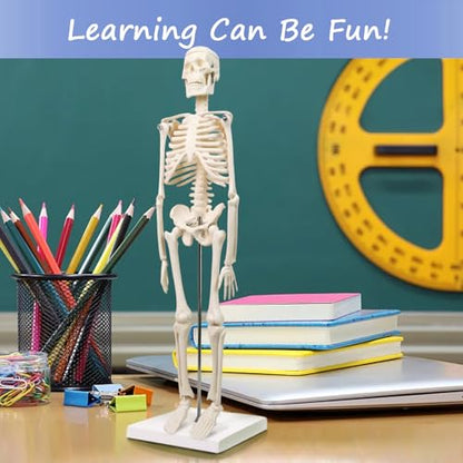 Human Body, Skeleton and Heart Models-Best Anatomy Model Bundle Set of 3
