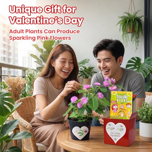 TickleMe Plant Lovers Box Grow Kit | Touch-Sensitive Plant that Closes Leaves When Touched or Blown a Kiss | Adult Plants Can Produce Sparkling Pink Flowers | Complete Indoor Grow Kit