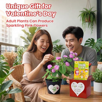 TickleMe Plant Lovers Box Grow Kit | Touch-Sensitive Plant that Closes Leaves When Touched or Blown a Kiss | Adult Plants Can Produce Sparkling Pink Flowers | Complete Indoor Grow Kit