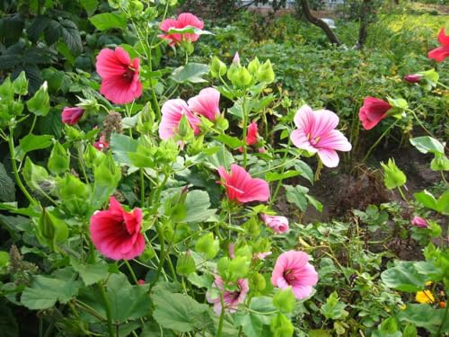 Malope Seed Mix Malva-Rose Annual Mallow 200+ Non-GMO Seeds
