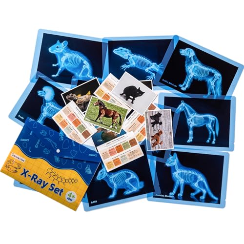 Pet Series Animal Xrays for Kids - Light Table Manipulatives - style: Pet Series