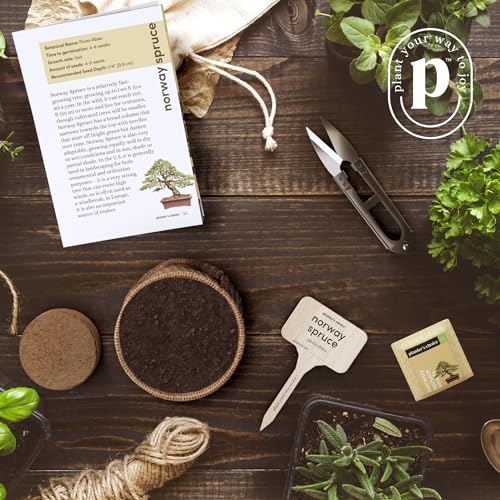 Bonsai Tree Kit for Beginners & Plant Lovers - Grow Your Own Bonsai