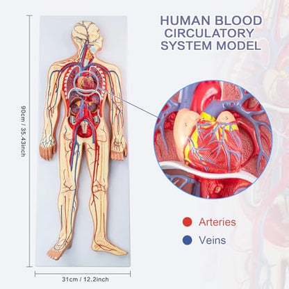 Human Circulatory System Relief Model – Half Life Size
