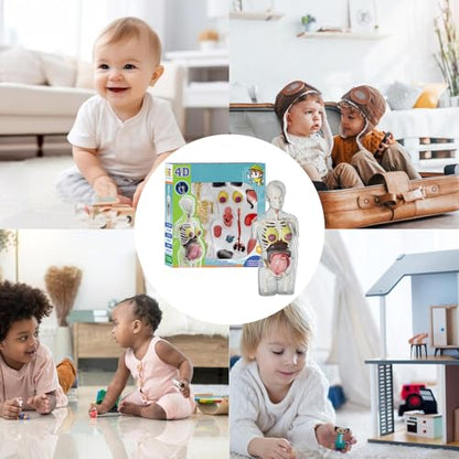 Human Body Model for Kids | Pregnancy Skeleton Model Toy | Anatomical Assembly Educational Toys for Children Classroom Students Learning Enthusiasts Preschool