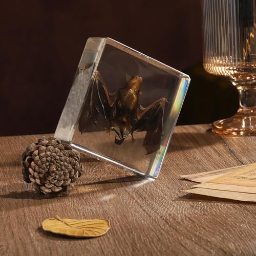Taxidermy Bat, Real Bat Specimens Animal Specimen in Resin for Science Classroom Science Education, Great Gift for Fans of Taxidermy, Animal Skull, Oddities, Biology(3 x 3 x 1 inch) - color: Bat Specimen