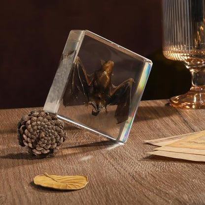 Taxidermy Bat, Real Bat Specimens Animal Specimen in Resin for Science Classroom Science Education, Great Gift for Fans of Taxidermy, Animal Skull, Oddities, Biology(3 x 3 x 1 inch) - color: Bat Specimen