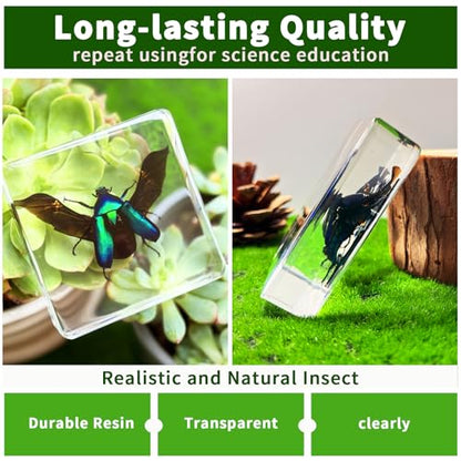 Real Insect Specimen, Taxidermy Beetle Specimen in Resin Display - color: Beetle Specimen