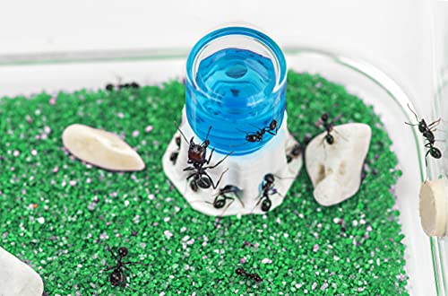 AntHouse - Natural Sand Ant Hill- Basic Kit | Sandwich (4.72 x 3.94 x 0.39 in) + Forage Box (7.09x 3.94 x 1.97 in) | Ant Farm - color: Clear