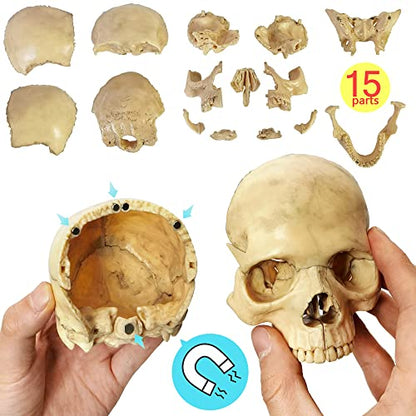 Anatomy Exploded Human Skull Model,Medical Model Dental Clinic
