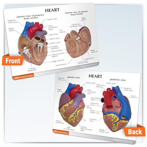 GPI Anatomicals Heart Model - style: Heart Model