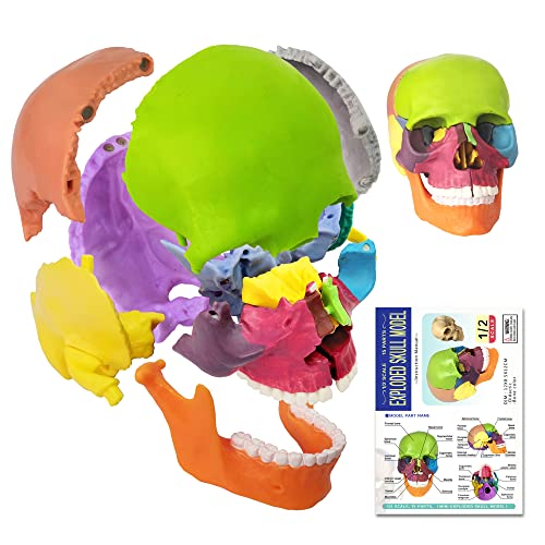EVOTECH Disarticulated Human Skeleton Model for Anatomy 67'' Full Size