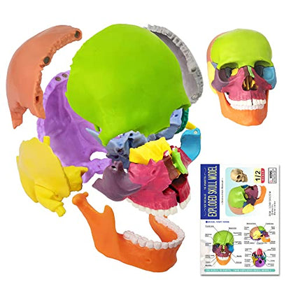 EVOTECH Disarticulated Human Skeleton Model for Anatomy 67'' Full Size
