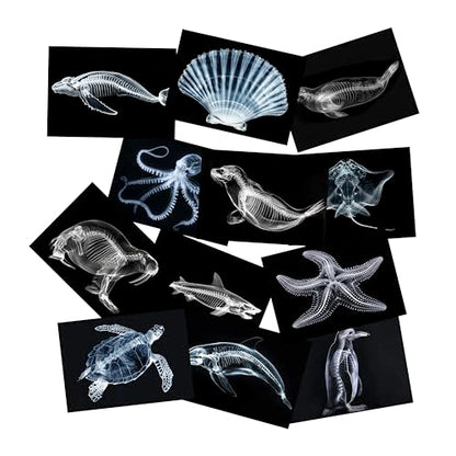 Animal X-Ray Set, Educational Science Kit, Light Table Accessory for Children (Sea Animals) - style: Sea Animals
