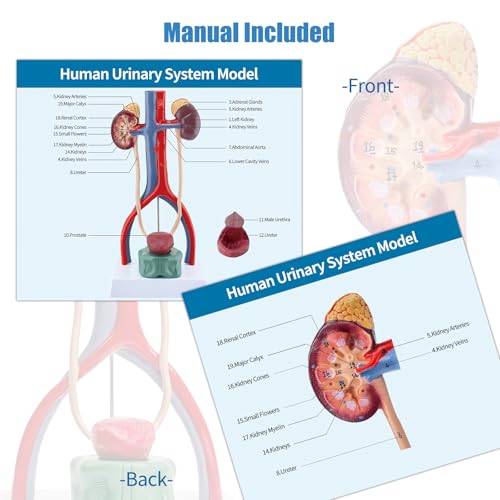 Male Urinary System Anatomy Model, Human Life Size Removable Bladder Kidneys Ureters and Adrenal Glands with Product Manual Card and PVC Base Labeled Numbered for Medical Education Study