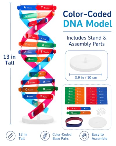 NUOBESTY DNA Model Kit Double Helix Structure Model 13 in - size: 37.00X11.60X11.60CM